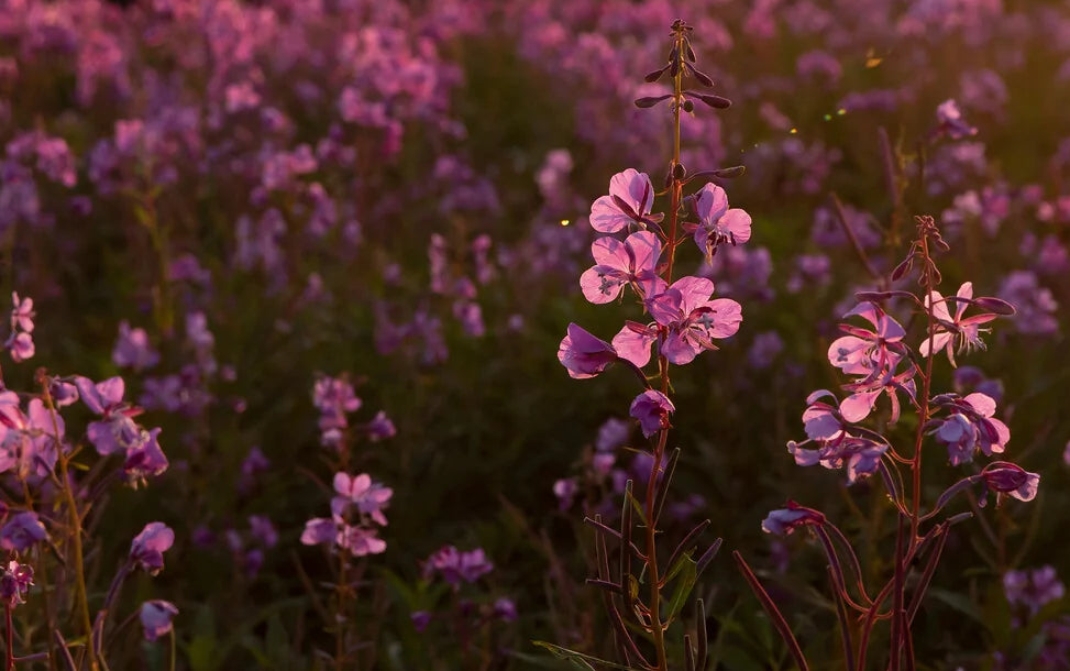 All about fireweed.